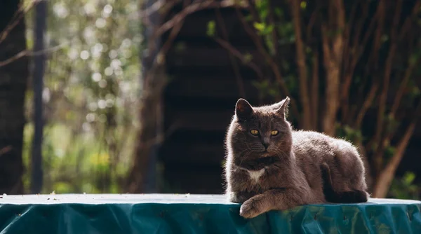 Gato Cinza Senta Lindamente Com Fundo Borrado Foto Alta Qualidade — Fotografia de Stock