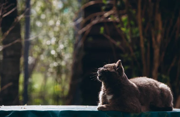 Gray Cat Sits Beautifully Blurred Background High Quality Photo — Stock Photo, Image