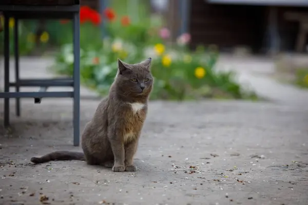 Egy Szürke Macska Gyönyörűen Homályos Háttérrel Kiváló Minőségű Fénykép — Stock Fotó