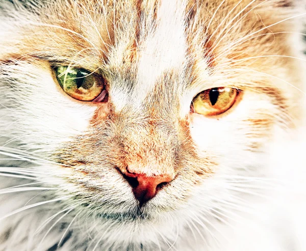 मांजरी चेहरा — स्टॉक फोटो, इमेज