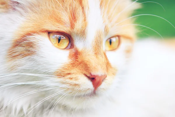 Лицо кошки — стоковое фото