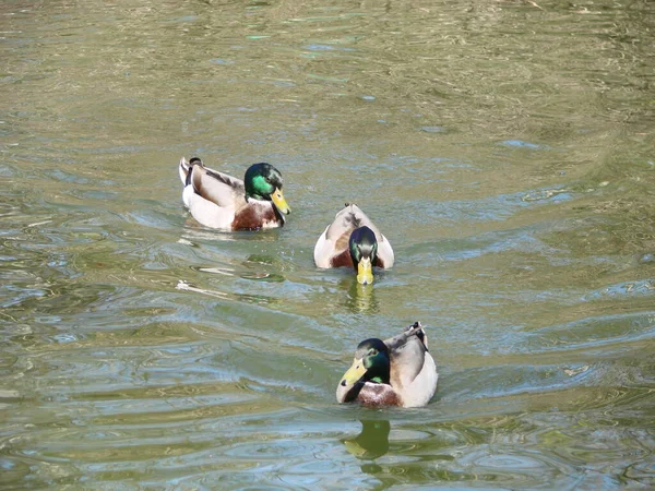 Pato Mallardo Macho Hembra Nadando Estanque Con Agua Verde Mientras — Foto de Stock