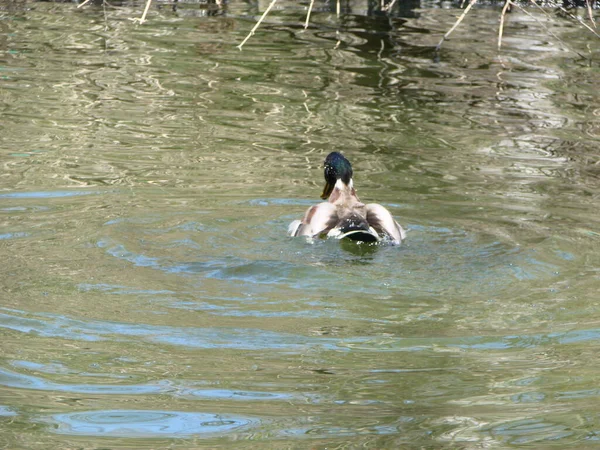 Männliche Und Weibliche Stockente Schwimmen Auf Der Suche Nach Nahrung — Stockfoto