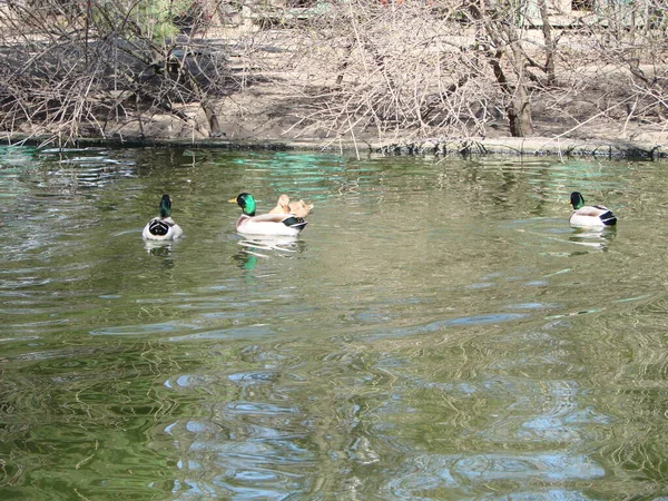 Αρσενικό Και Θηλυκό Mallard Πάπια Κολύμπι Μια Λίμνη Πράσινο Νερό — Φωτογραφία Αρχείου