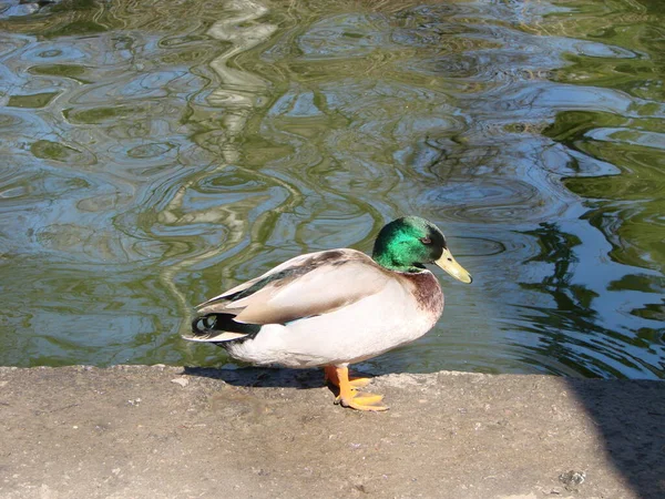 Stockente Schwimmt Auf Der Suche Nach Nahrung Auf Einem Teich — Stockfoto