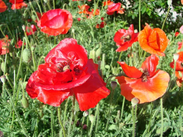 Blommor Röda Vallmo Blommar Vilda Fält Mjukt Ljus Naturliga Droger — Stockfoto