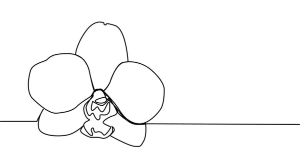 Flores Orquídea Desenhadas Mão Uma Linha Desenho Arte Minimalista —  Vetores de Stock