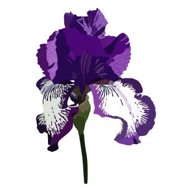 Iris çiçekli botanik çiçeği. Vahşi bahar yapraklı kır çiçeği izole edilmiş. İzole edilmiş irisler illüstrasyon ögesi.