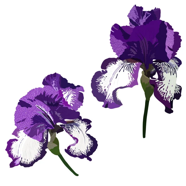 Iris Bloemen Botanische Bloem Wilde Lenteblad Wilde Bloem Geïsoleerd Geïsoleerde — Stockvector