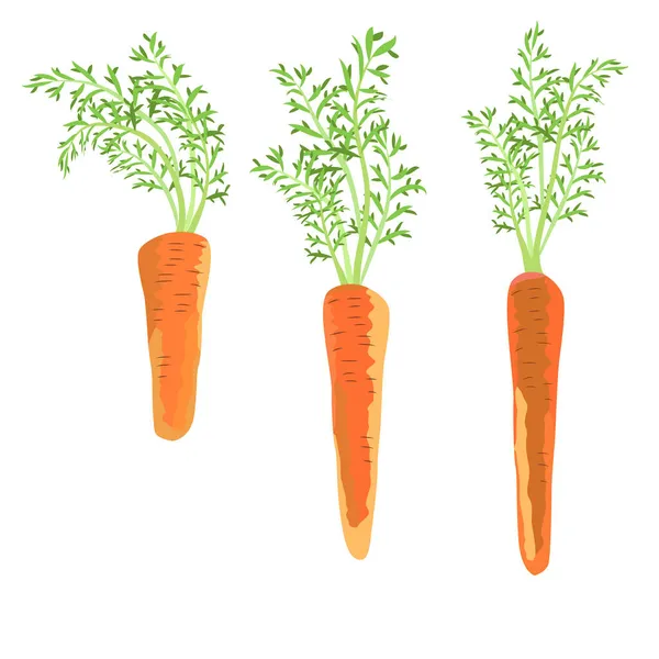 Trois Carottes Saines Potager Alimentation Crue — Image vectorielle