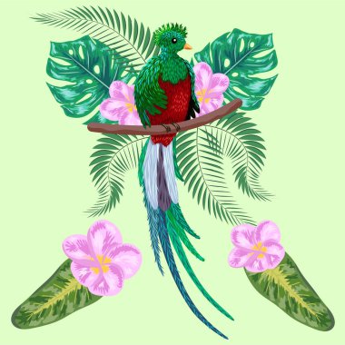 Quetzal bir dala oturmuş. Quetzal çizimi. El çizimi quetzal kuş