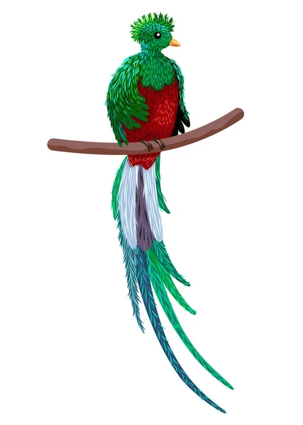 Quetzal Sitter Gren Quetzal Illustration Handritad Kvetzalfågel — Stock vektor