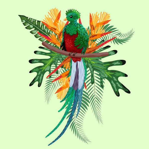 Quetzal sitting on a branch. Quetzal illustration. Hand drawn quetzal bird