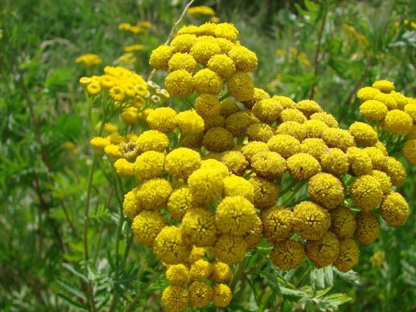 緑の夏の牧草地のエゾヨモギギク オカダンゴムシ 野生の花黄色ヨモギギク背景 黄色の花をクローズ アップ エゾヨモギギク オカダンゴムシ共通タンジーは薬草 — ストック写真
