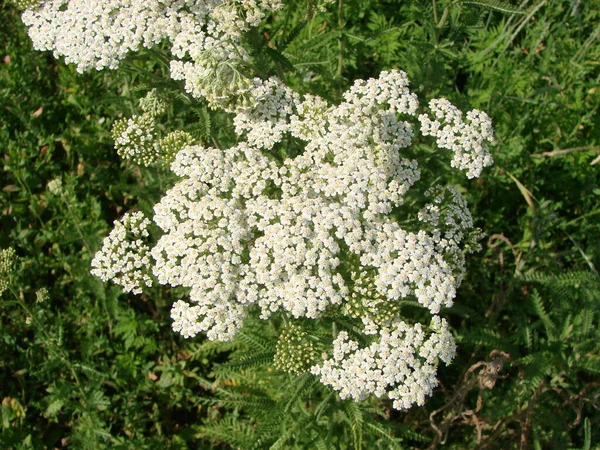 Milfoil Çayır Makro Fotoğraf Çiçeklenir Tıbbi Bitki Achillea Millefolium Civanperçemi — Stok fotoğraf