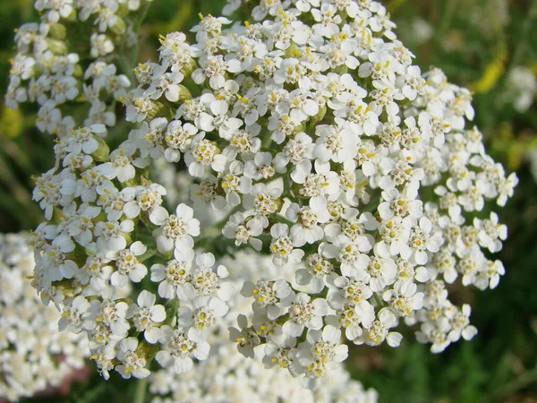 Cickafark Virágok Rét Makró Fotó Orvosi Gyógynövény Achillea Millefolium Egérfarkfű — Stock Fotó