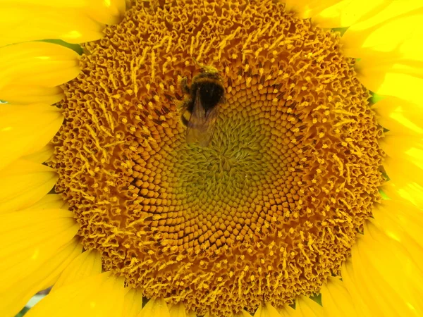 蜂蜜蜜蜂授粉向日葵 蜜蜂在花上生产蜂蜜 蜜蜂在向日葵上采集花蜜的特写镜头 — 图库照片