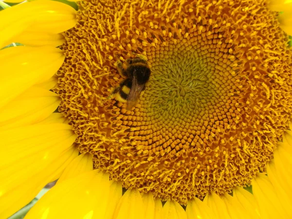 Mézelő Méh Beporzó Napraforgó Méh Termel Egy Virág Mézet Közeli — Stock Fotó