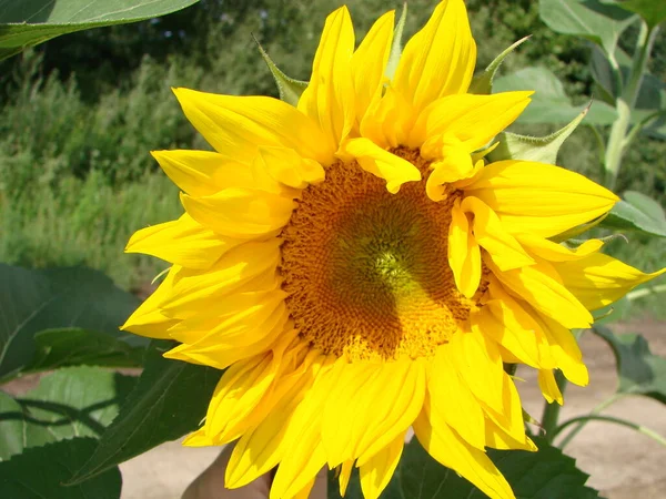 Sunflowers Grow Field Summer Background Blue Sky Close — Stock Photo, Image