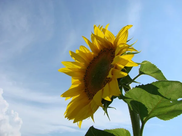 Girasoles Crecen Campo Verano Del Fondo Del Cielo Azul Primer —  Fotos de Stock