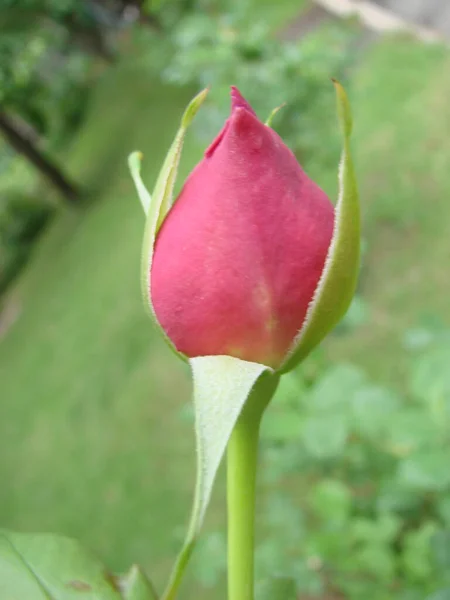 Knopp Blomma Rosa Sortrenhet Ros Bakgrunden Grönt Gräs Trädgården Våren — Stockfoto