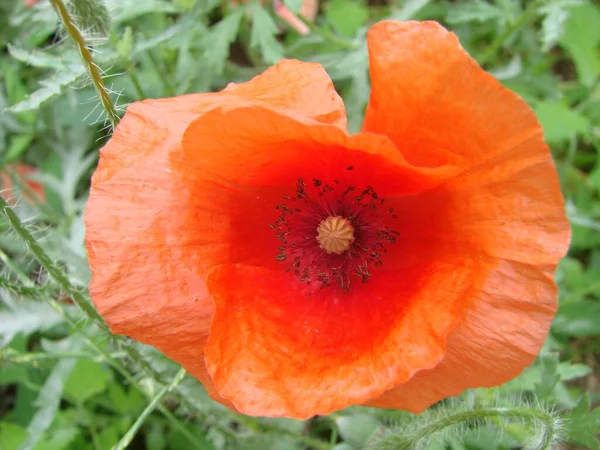 英霊記念日のための記号としてフィールド上の赤いケシの花 明るい花 — ストック写真