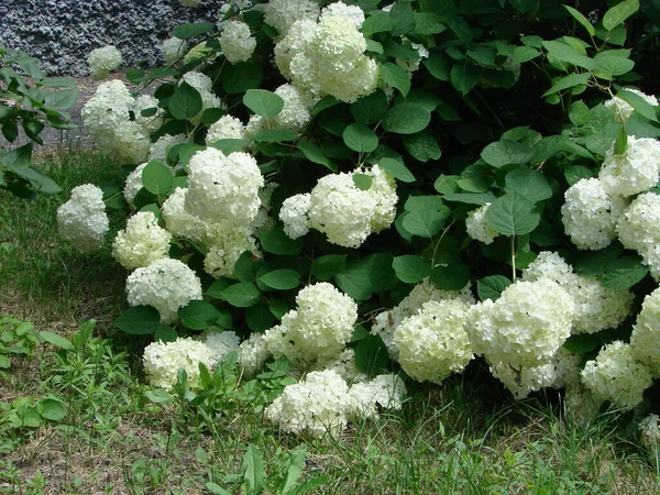 Decoratieve Bush Viburnum Met Witte Bloemen Sneeuwbal Boom Tuin — Stockfoto