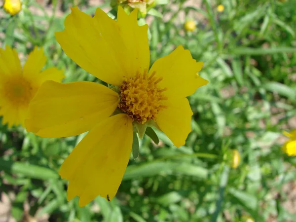 Λουλούδι Κόκκινο Κίτρινο Rudbeckia Στη Φύση — Φωτογραφία Αρχείου