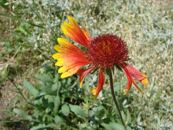 Rot Gelb Rudbeckia Blume Der Natur — Stockfoto