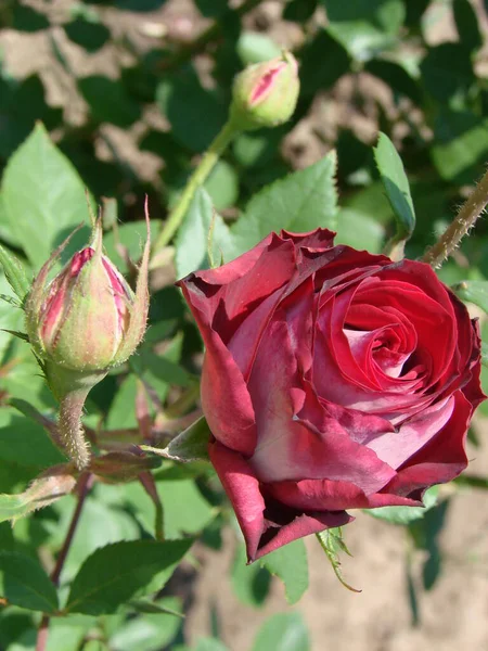 Pupen Květiny Červené Odrůdy Růže Pozadí Zelené Trávy Zahradě Jaro — Stock fotografie