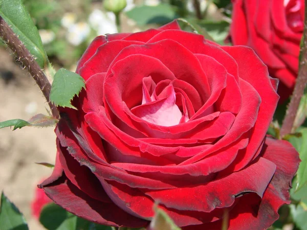 Будь Квітка Червоного Сорту Троянди Фоні Зеленої Трави Саду Весни — стокове фото