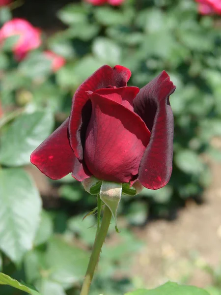 Knopp Blomma Röd Sortrenhet Ros Bakgrunden Grönt Gräs Trädgården Våren — Stockfoto