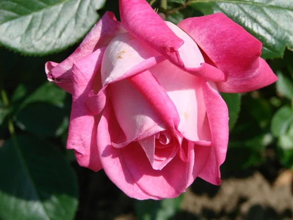 Бутон Цветок Розовой Разноцветной Розы Фоне Зеленой Травы Саду Весной — стоковое фото