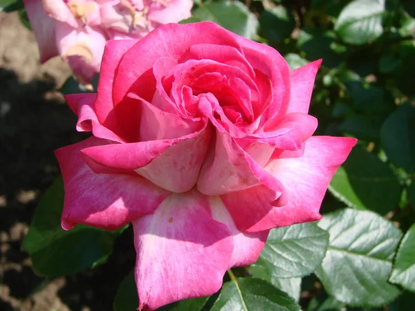 Bud Květ Růžové Odrůdy Růže Pozadí Zelené Trávy Zahradě Jaro — Stock fotografie