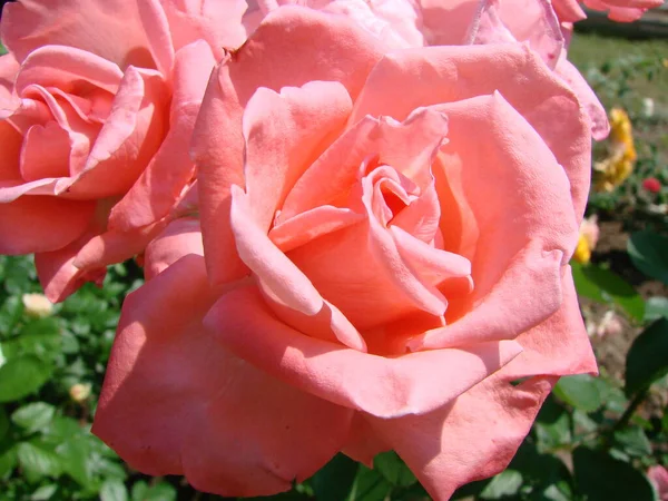 Прекрасні Живі Коралові Троянди Квіти Букет Крупним Планом Помічені Квітковому — стокове фото