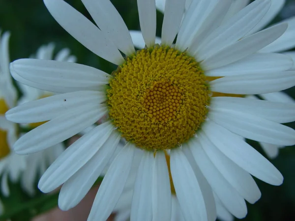 盛开的洋甘菊田野 甘菊花 — 图库照片