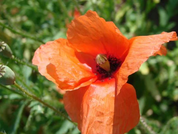 Flores Amapola Roja Campo Como Símbolo Del Día Del Recuerdo — Foto de Stock