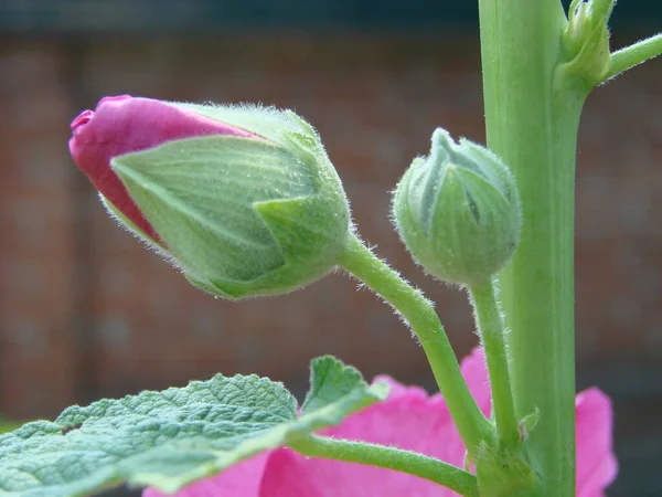 ピンク ウスベニアオイ Silvestris アオイ科の植物 咲くムスク Mallo ウスベニアオイ アレセア カット Leaved — ストック写真