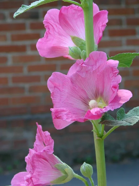 Růžový Malva Silvestris Sléz Kvetoucí Mallo Pižma Malva Alcea Kadeřavou — Stock fotografie