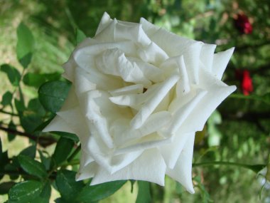 Tomurcuk, bahçede yeşil çim arka planda beyaz gül çiçek, ilkbahar, yaz, tatil, kartpostal