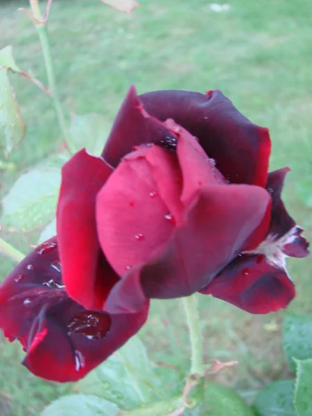 Red Rose Petals Rain Drops Closeup Red Rose — Stock Photo, Image
