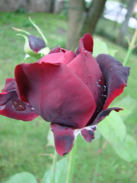 Κόκκινα Ροδοπέταλα Σταγόνες Βροχής Κοντά Κόκκινο Τριαντάφυλλο — Φωτογραφία Αρχείου