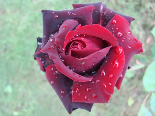 Pétalas Rosa Vermelha Com Gotas Chuva Close Rosa Vermelha — Fotografia de Stock