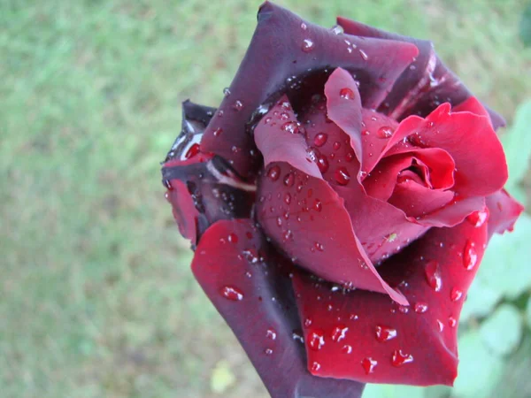 Rote Rosenblätter Mit Regentropfen Großaufnahme Rote Rose — Stockfoto