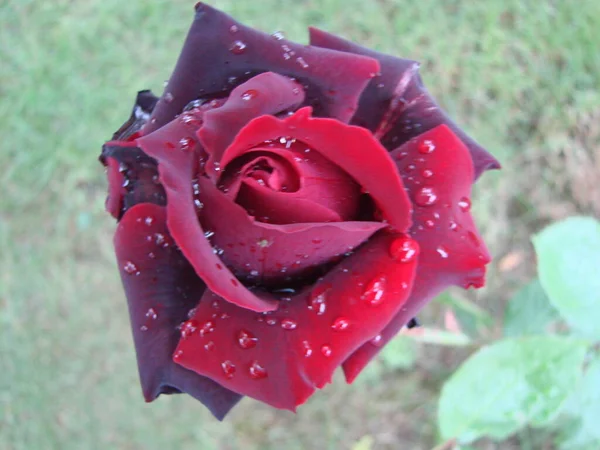 Pétalos Rosa Roja Con Gotas Lluvia Primer Plano Rosa Roja — Foto de Stock