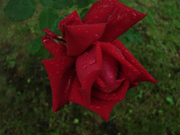 Knospe Blume Einer Roten Rose Auf Dem Hintergrund Von Grünem — Stockfoto
