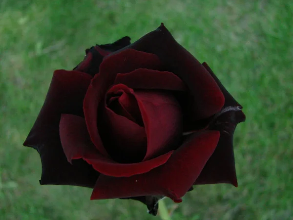 Bud Flor Uma Rosa Vermelha Fundo Grama Verde Jardim Primavera — Fotografia de Stock