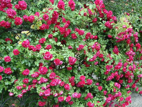 Lockigt Röd Ros Stora Blomställningar Trädgård Våren Sommaren — Stockfoto