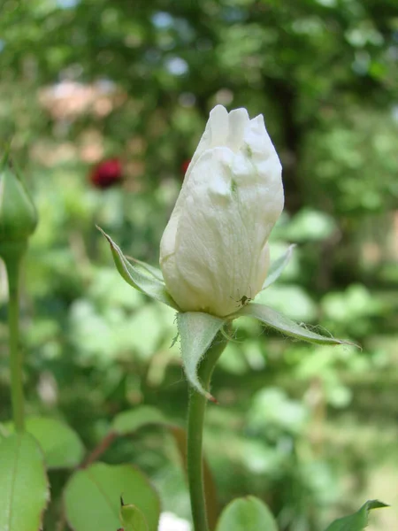 Bud Λουλούδι Του Λευκού Τριαντάφυλλο Στο Φόντο Του Πράσινου Χόρτου — Φωτογραφία Αρχείου