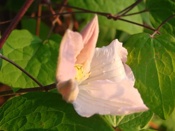 Gros Plan Frontal Une Belle Fleur Clematis Montana Rubens Aux — Photo